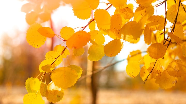 Autumn yellow foliage on an aspen branch.