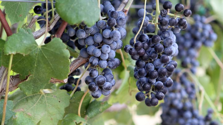 Grapes growing on a vine.