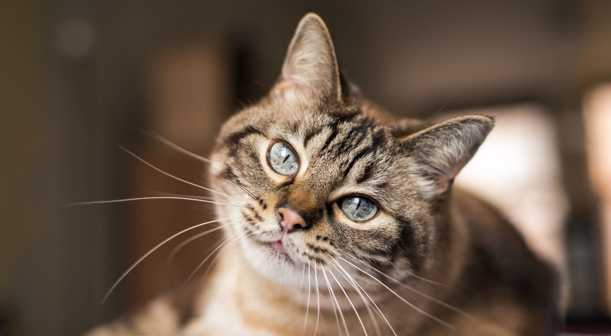 Pet Friendly | Cobble Creek Apartment Homes in Chico, California