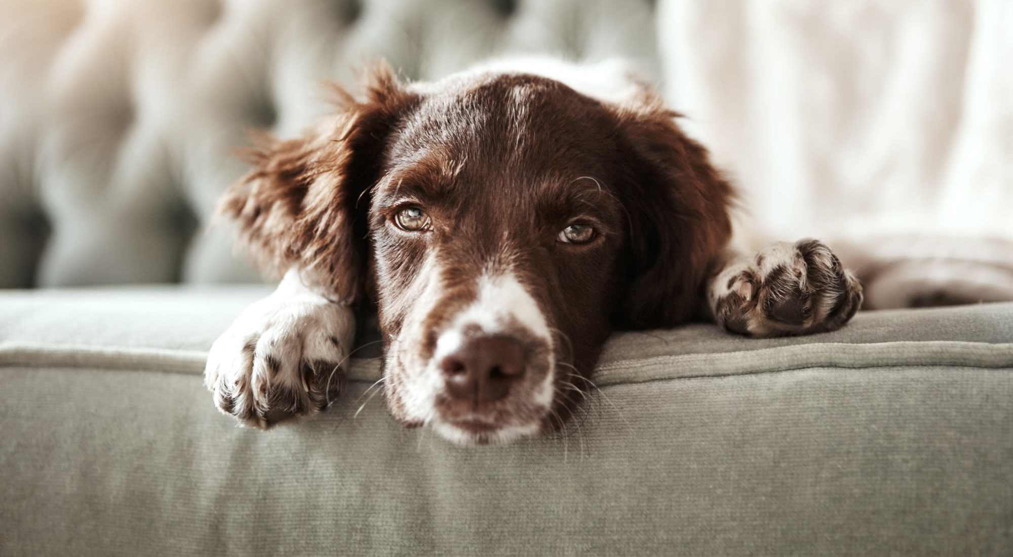 Pet Friendly | Southfork Lake in Manvel, Texas