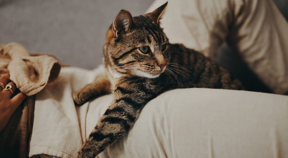 Happy cat posing at Town Center Apartments in Lafayette, California