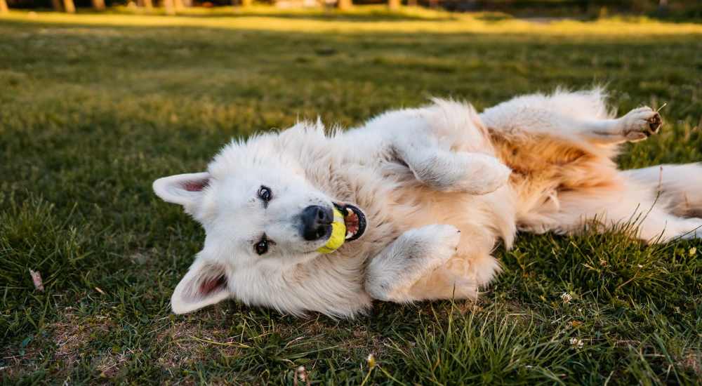 Happy dog posing for a photo outside at Lakeside in Houston, Texas