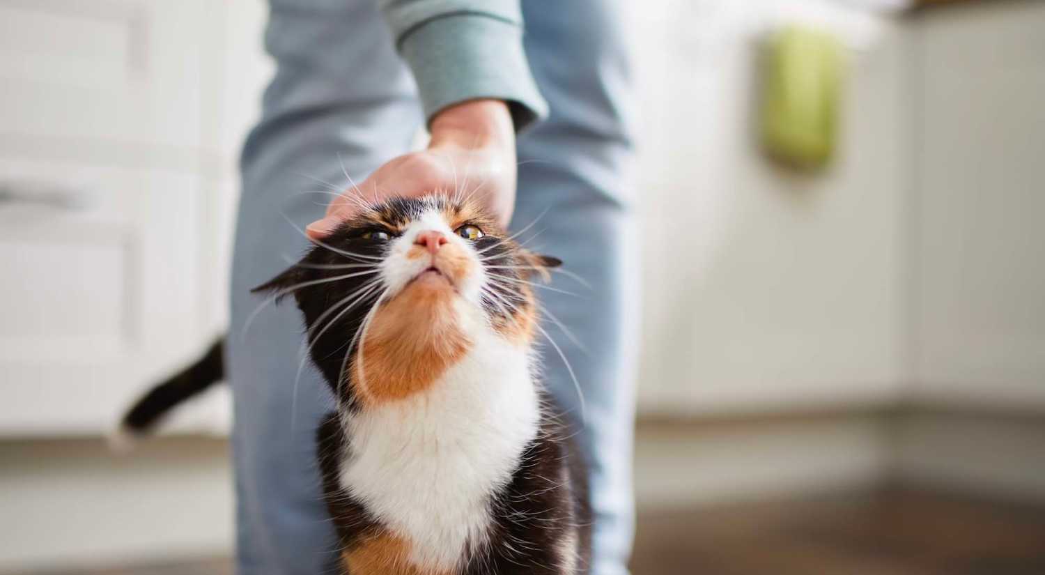 Resident playing with her pet at Dawcrest Apartments in Olympia, Washington