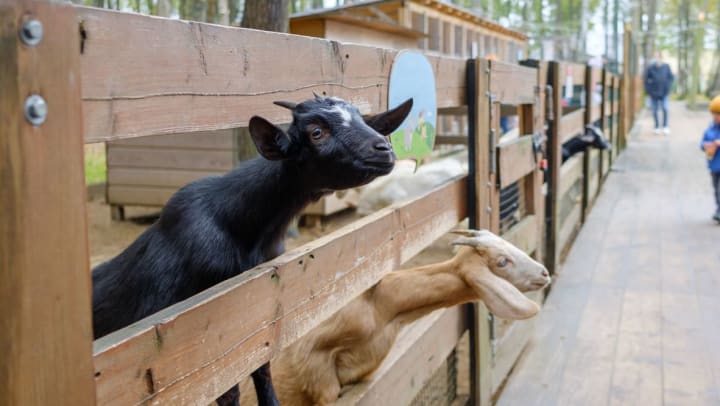 Two goats surrounded by wooden fence and trees.