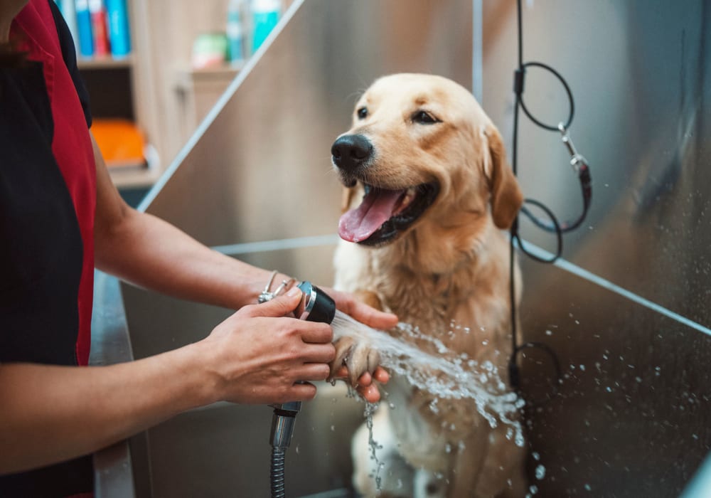 Dog getting clean at the onsite pet spa at Slauson Village in Culver City, California
