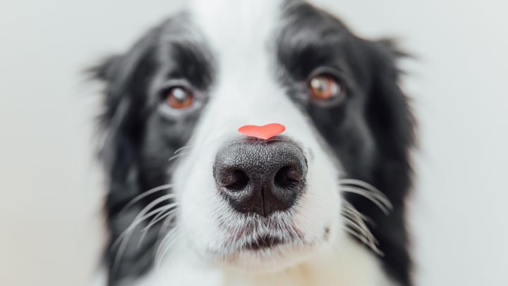 Border collie holding a red heart on its nose