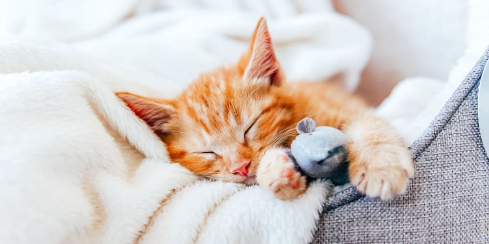 Cat snuggling under blankets at Veridian in Cincinnati, Ohio