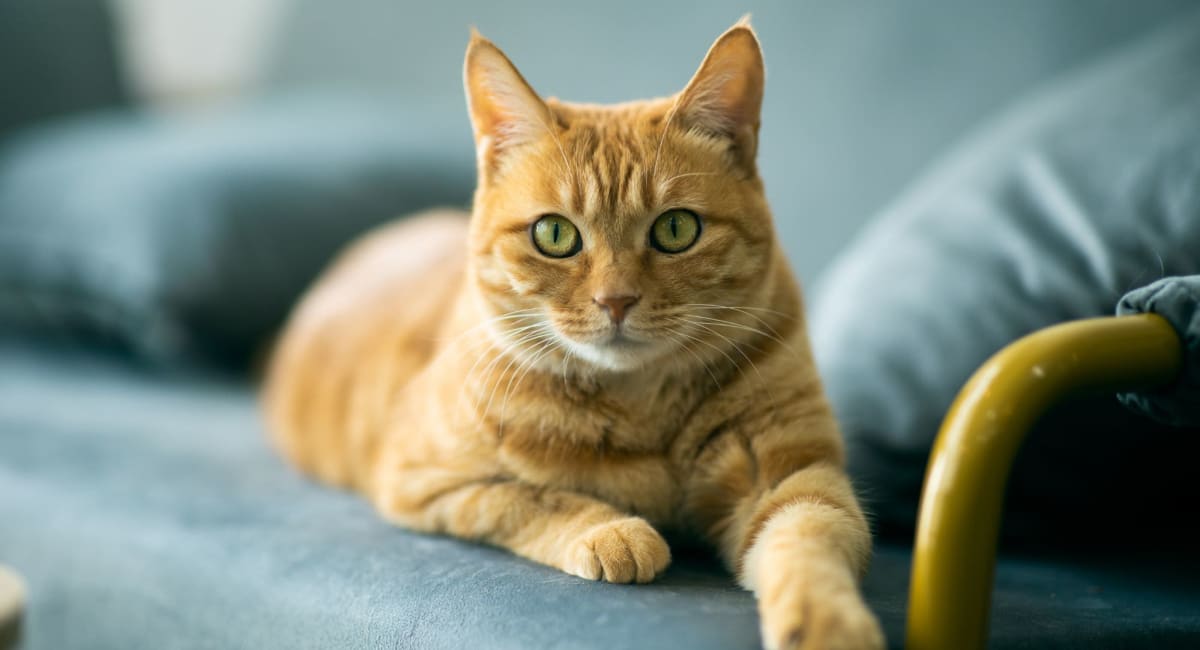 Cat relaxing on a sofa in a pet friendly home at Five43 in Bel Air, Maryland