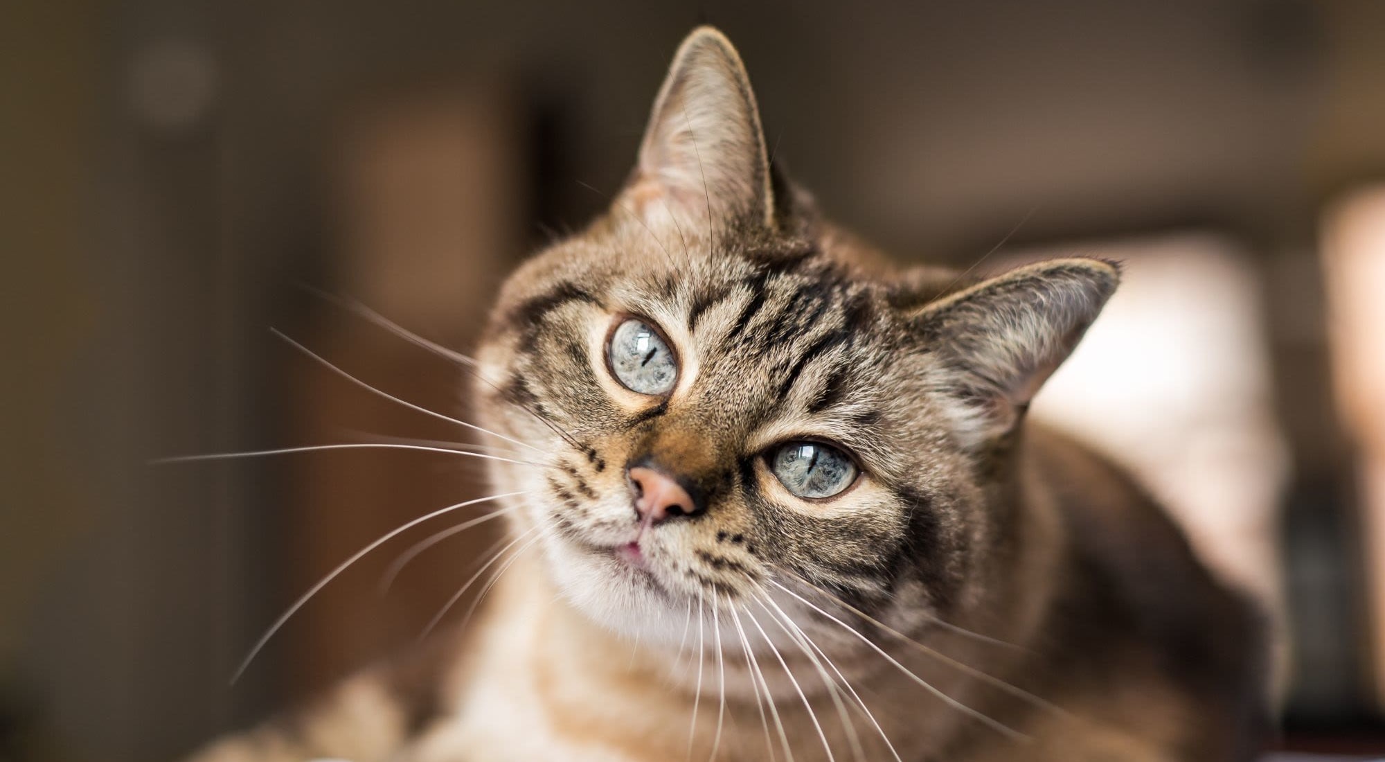 Pet Friendly | Landmark Apartments Phase II in Little Rock, Arkansas