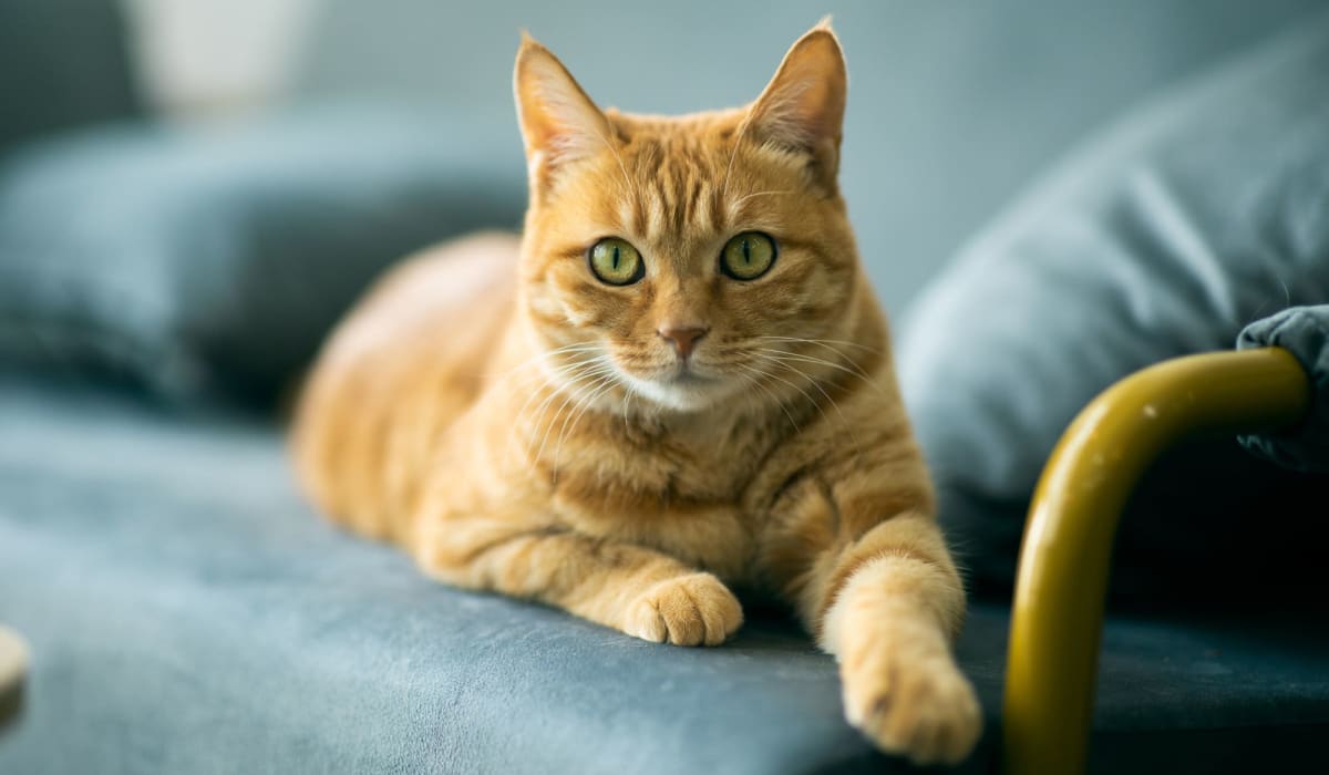 A cat sitting on a couch at Arborgate Apartments Homes in Charlotte, North Carolina