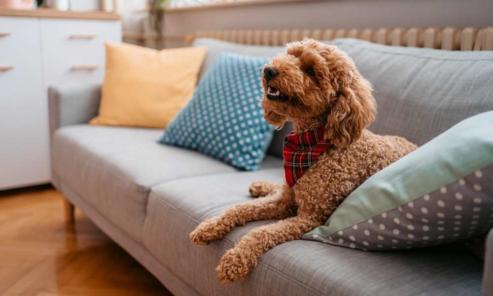 Happy dog in his apartment at Oaks Pentagon Village in Edina, Minnesota