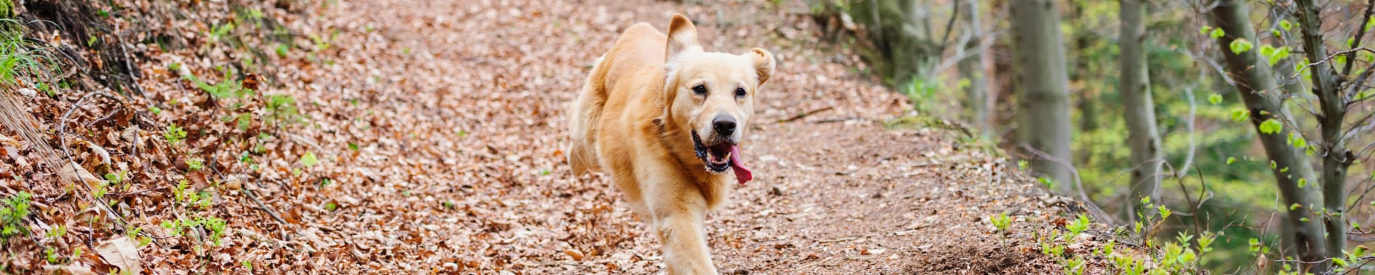 Pet Policy at Colorado Derby Lofts in Wichita, Kansas