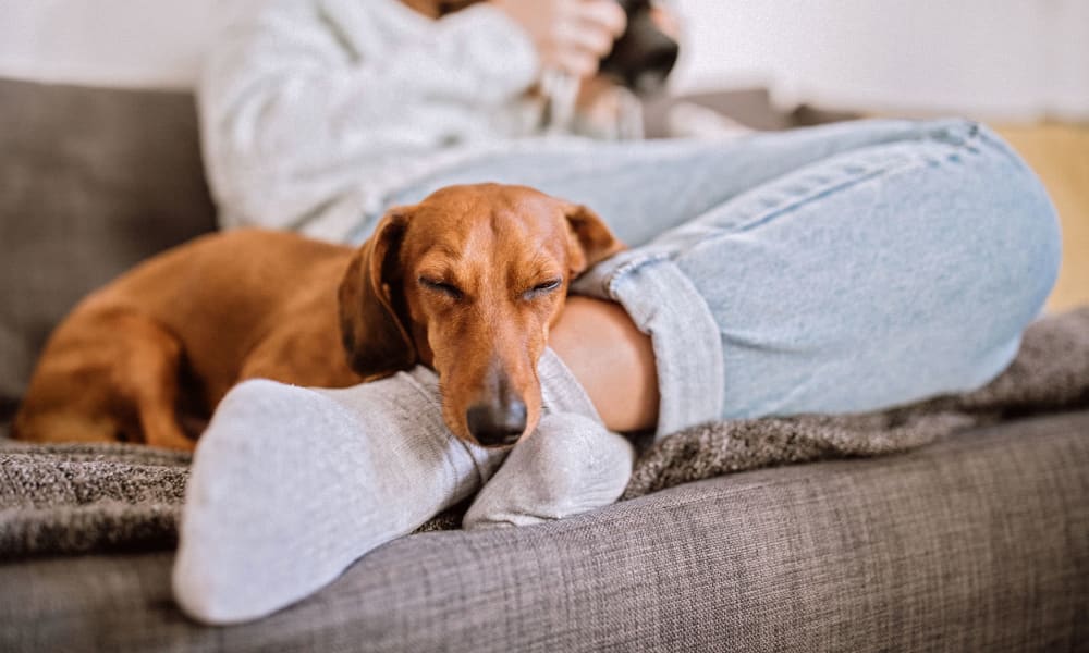 Dog relaxing on the couch with her owner in their apartment at Oaks Glen Lake in Minnetonka, Minnesota