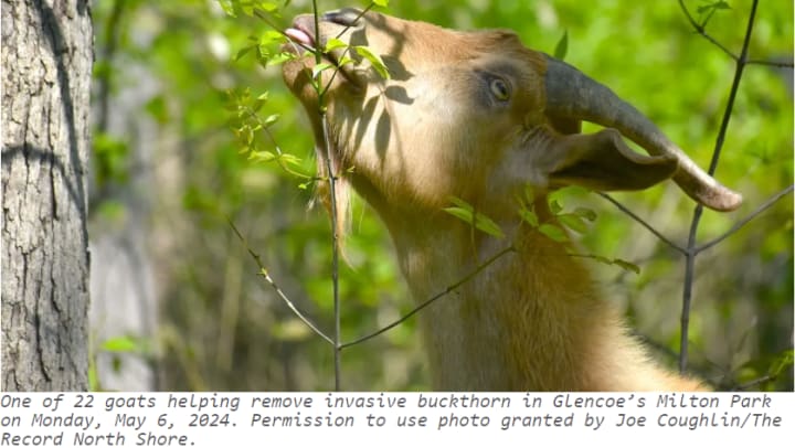 One of 22 goats helping remove invasive buckthorn in Glencoe’s Milton Park on Monday, May 6, 2024. Permission to use photo granted by Joe Coughlin/The Record North Shore.