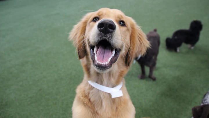 Close up of a happy golden retriever | doggy daycares around Keller