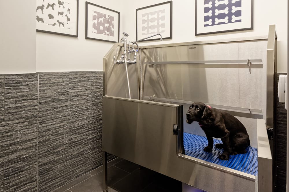 Modern Apartment Dog Weight Restrictions with Luxury Interior Design