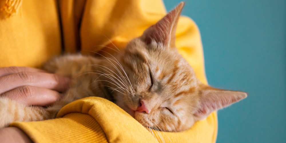 Resident pampering his cat at Vivo Living Kissimmee in Kissimmee, Florida