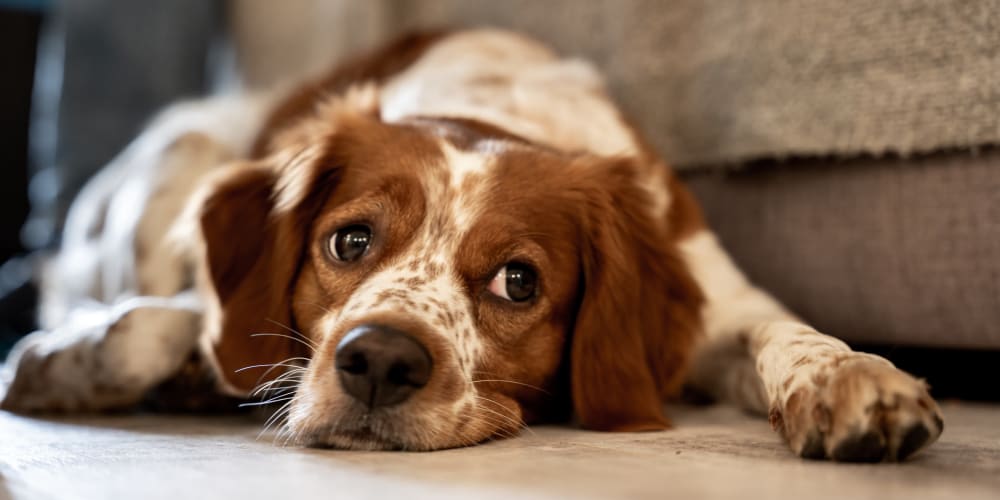 A happy dog in a pet-friendly apartment at Indigo Champions Ridge in Davenport, Florida