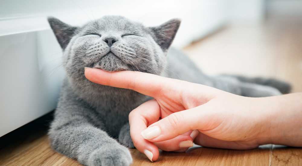 Cat getting pet at Del Coronado in Alameda, California