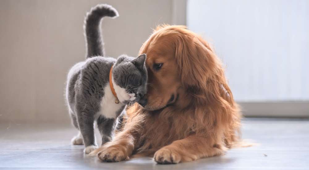 Pet-friendly at Lexington in The Woodlands, Texas 