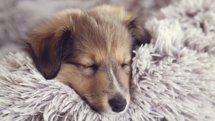 Furry puppy sleeping on a fluffy bed