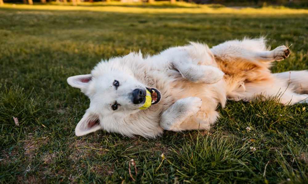 Dog stretching at Artspace Lofts Mount Rainier in Mount Rainier, Maryland