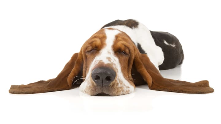 Sleeping basset hound with his ears spread out, resting on the ground