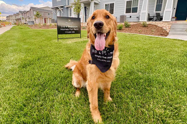Dog posing at BB Living Colliers Hill in Erie, Colorado