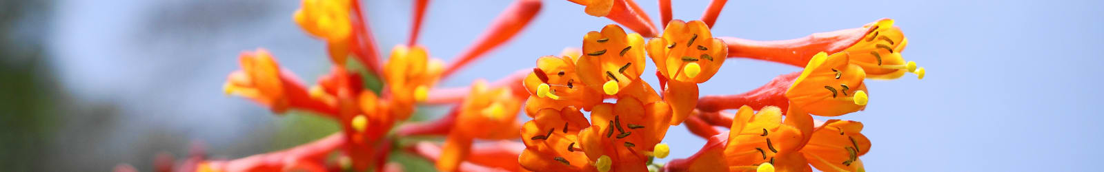 Request info at Honeysuckle Senior Living in Hayden, Idaho