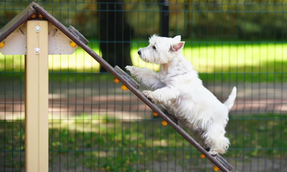 Puppy getting some exercise on an agility course at a dog park near Oaks Station Place in Minneapolis, Minnesota