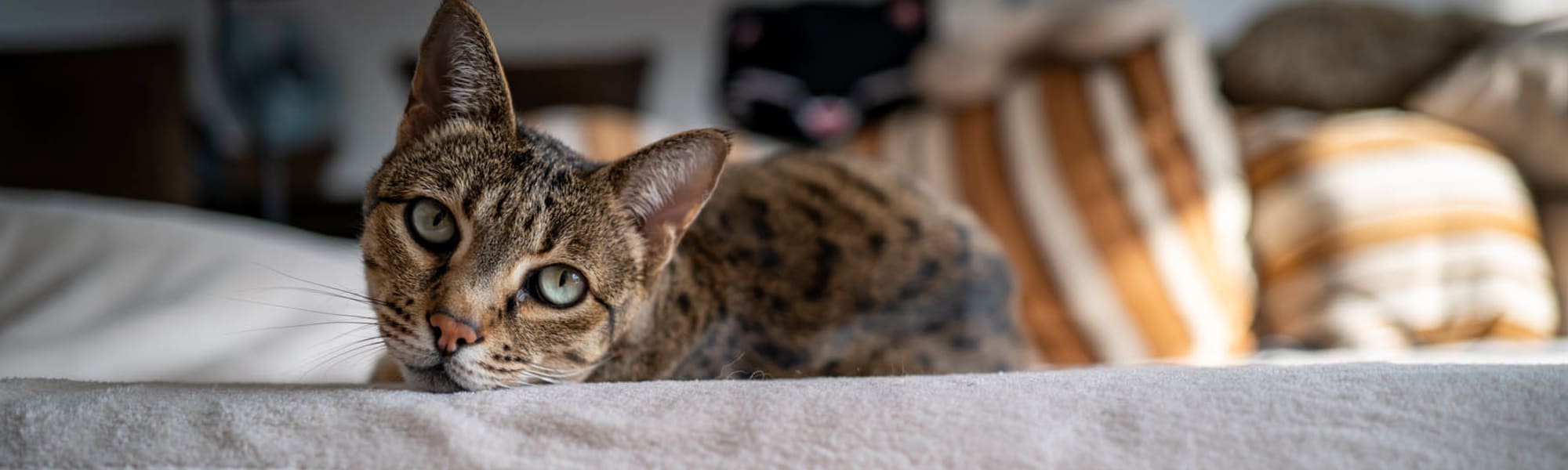 Pet-friendly apartments at Parc at 980 in Lawrenceville, Georgia