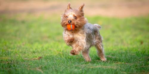 Dog running in a dog park near Spicewood Crossing in Carrollton, Texas