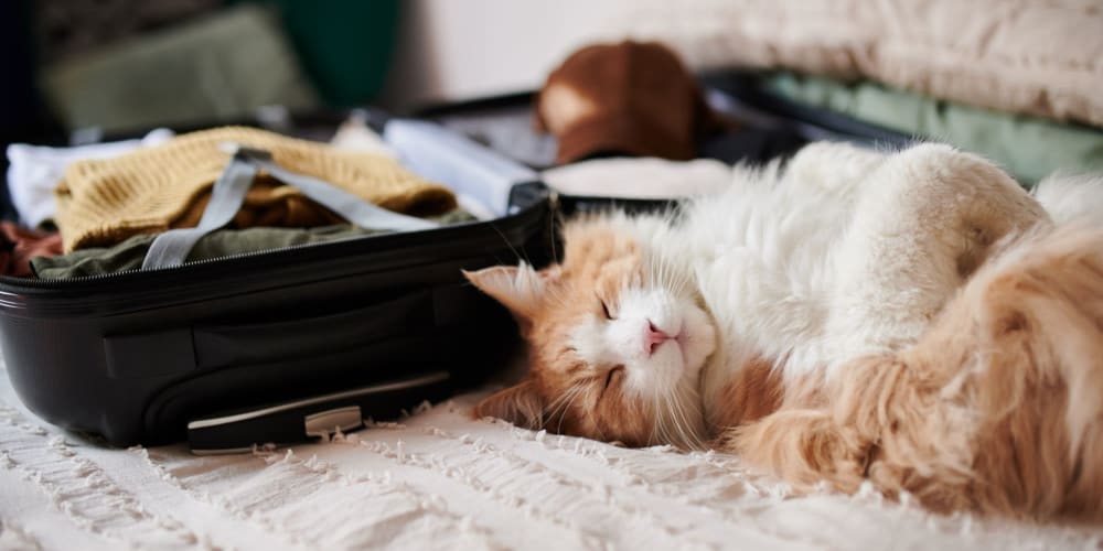 Cat sleeping next to a suitcase at Tides at 5400 in Fort Worth, Texas