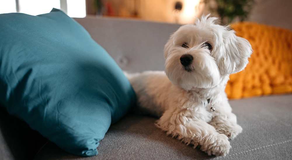 Dog relaxing on the couch at Main Street Living in Columbia, South Carolina