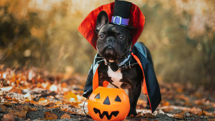 Dog in a Dracula costume