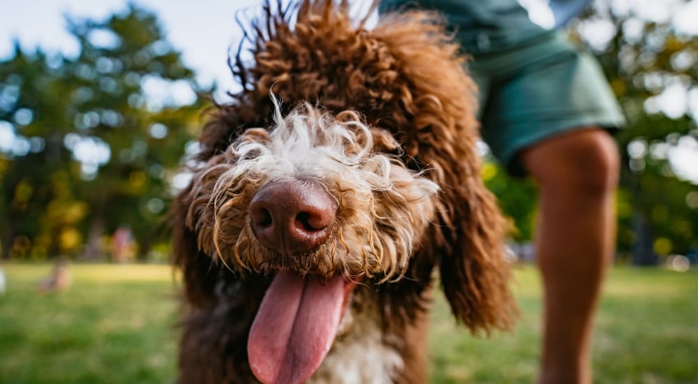 Dog at Chateau Woods in Woodinville, Washington