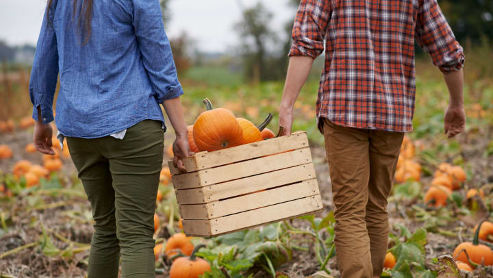 Two people carrying a wooden crate of pumpkins in a pumpkin patch. 