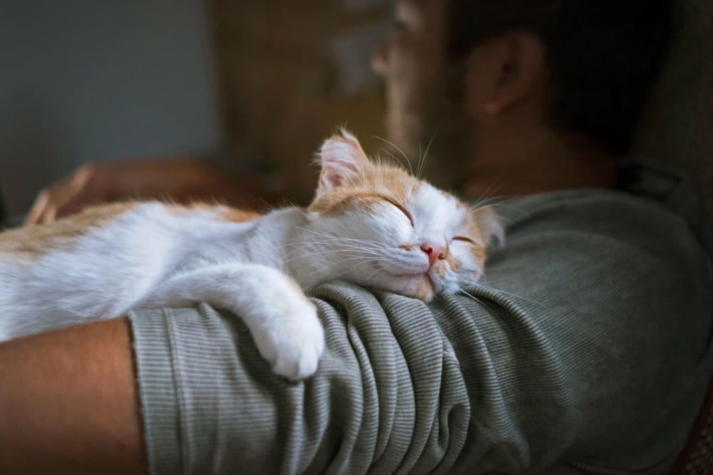 Adorable little cat laying on their owners arms at The Shelby in Washington, District of Columbia