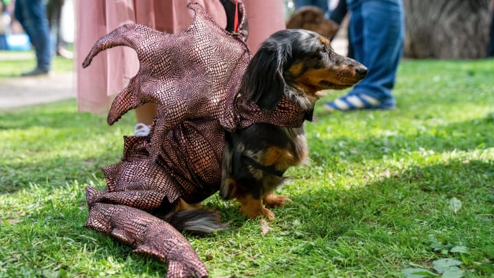 A dachshund wearing a dragon costume
