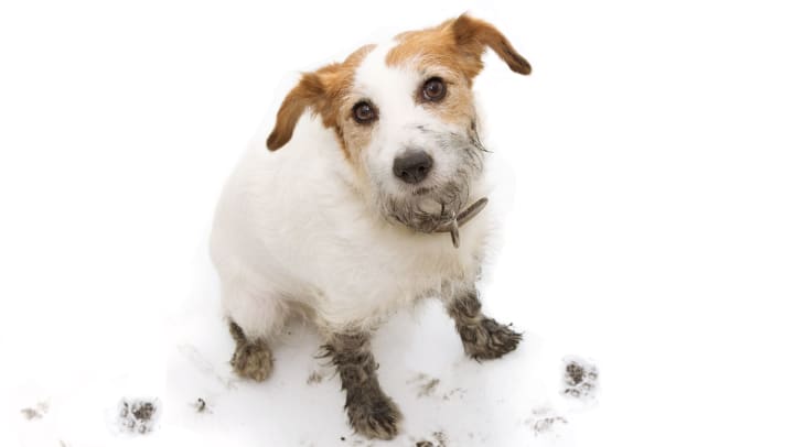 Dirty dog with muddy paw prints against white background.