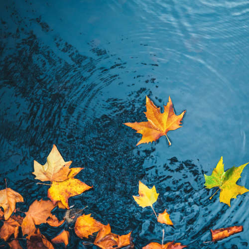 Vibrant leaves floating in a pond near Artisan Living Mills River in Mills River, North Carolina