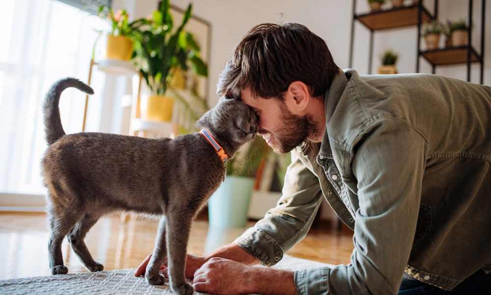 Cat with its resident owner at Peaks of Dahlonega in Dahlonega, Georgia