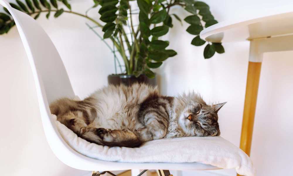 Cat sleeping at Henry Heights in Austin, Texas
