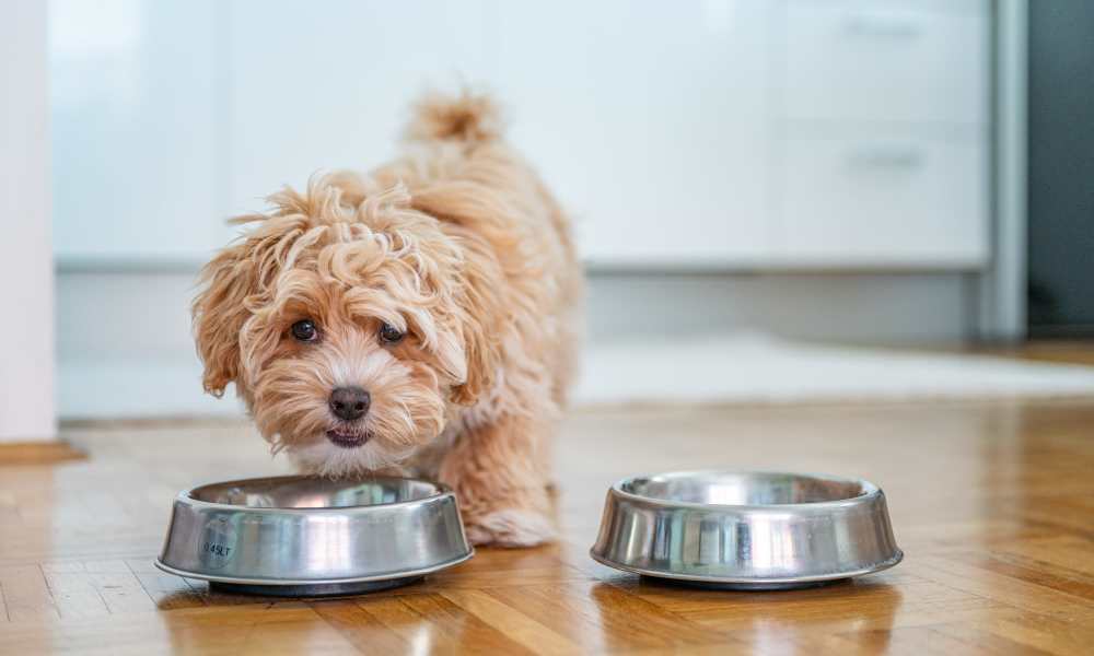 Dog eating food at Arrowhead in Palatine, Illinois