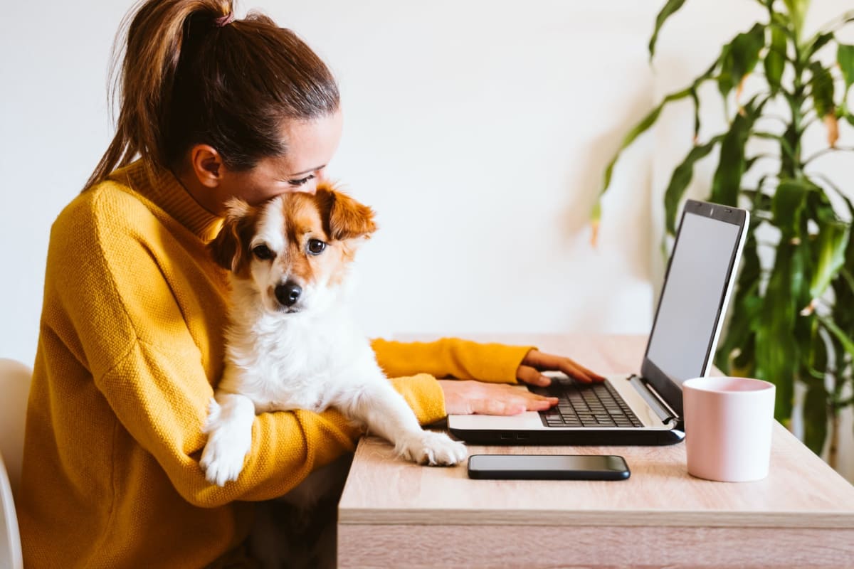 Resident working at her desk while her dog sits on her lap at The Shoremeade Apartments in Washington, District of Columbia