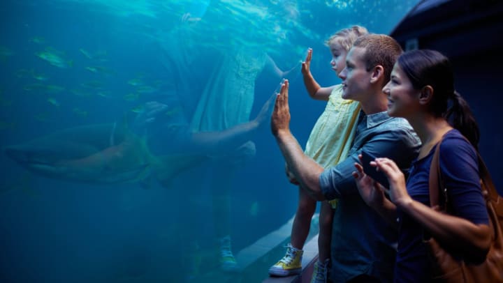 A male and female adult with a child looking at a shark at an aquarium near the Arizona boardwalk near Gilbert.