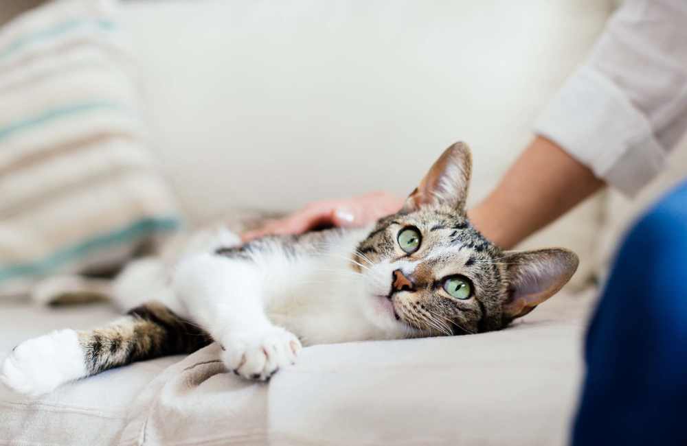 Pet friendly at Park Terrace in Memphis, Tennessee