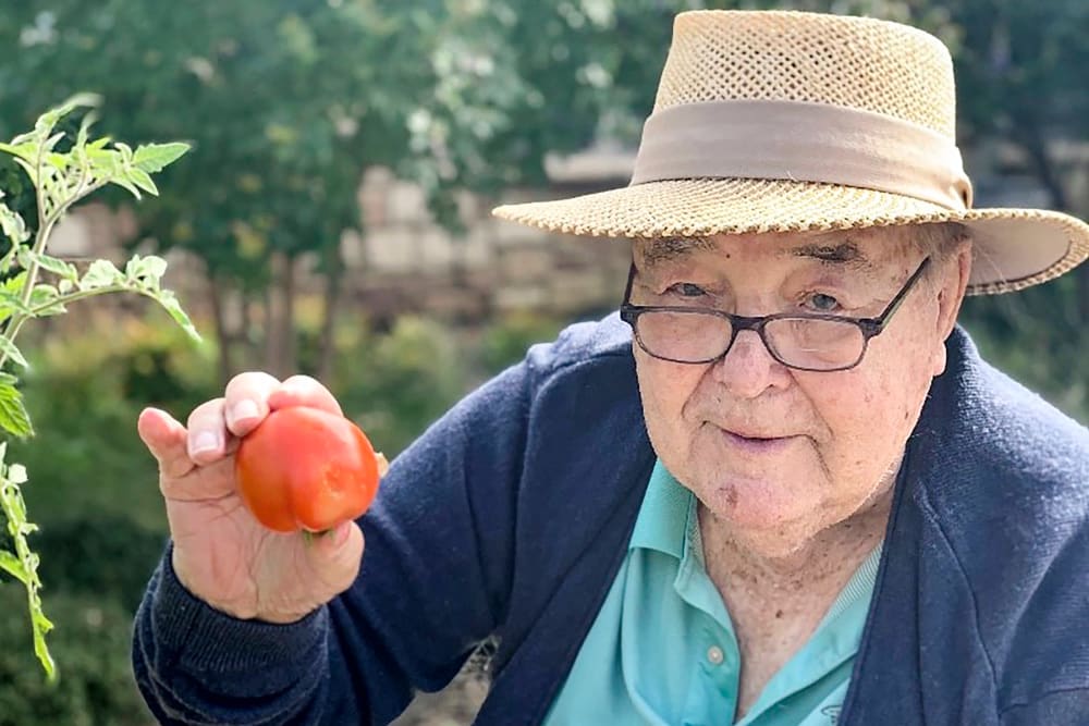 Resident harvesting a tomato from a community garden at Anthology of The Plaza in Kansas City, Missouri