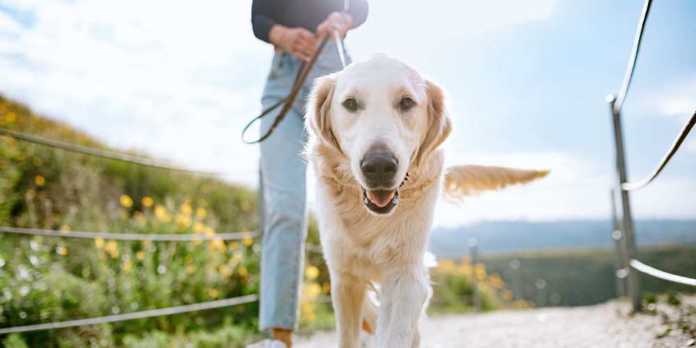 Dog on a walk in a dog park near West Edge in Lynchburg, Virginia