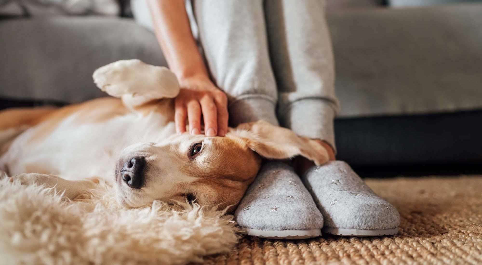Pet Friendly | Copper Steppe in Parker, Colorado